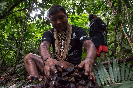 A Colheita da Castanha da Amazônia: Um Tesouro da Floresta