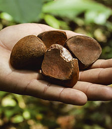 Andiroba