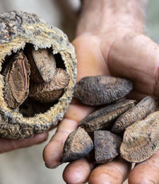 Castanha da Amazônia
