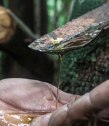 Copaíba