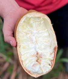 cupuaçu
